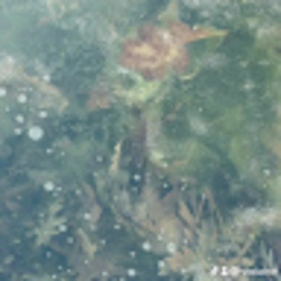 Meet your Posher, Xelene - Picture 1 of 1